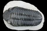 Prone Drotops Trilobite - Beautiful Specimen #146596-2